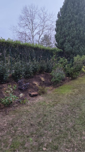 Photo de galerie - Plantation de photinia red Robin