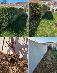 Photo de galerie - Retiré une haie 