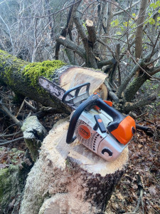 Photo de galerie - Abattage d’un chêne de 50cm de diamètre 