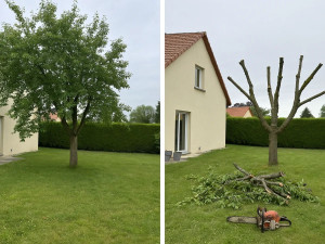 Photo de galerie - Elagage et coupe d'arbres