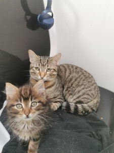 Photo de galerie - Garde chat
