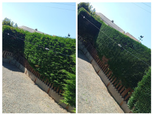 Photo de galerie - Taille de haie de tuya 