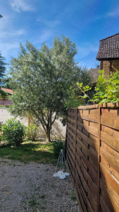 Photo de galerie - Taille de haies et d'arbustes