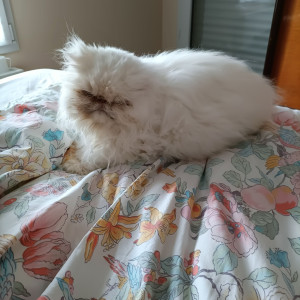 Photo de galerie - Garde chat