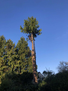 Photo de galerie - Elagage et coupe d'arbres