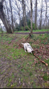 Photo de galerie - En balde avec mon chien ?