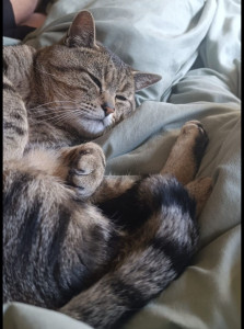 Photo de galerie - Garde chat