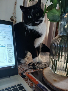 Photo de galerie - Tâches administratives en compagnie de mon chat. J'aime les animaux. 