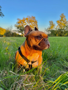 Photo de galerie - Garde chien