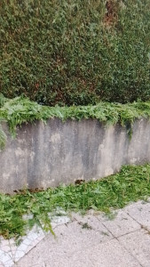 Photo de galerie - Taille de  haie sapin