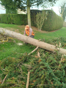 Photo de galerie - Abattage arbre sapin