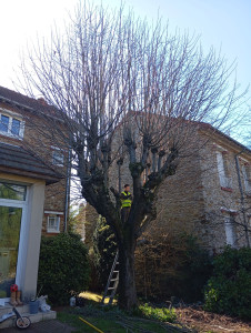 Photo de galerie - Elagage et coupe d'arbres