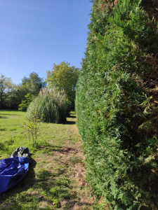 Photo de galerie - Taille de haie fini de 4 mettre de hauteur sur 65 mettre de longueur 