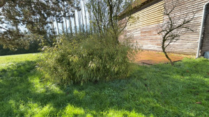 Photo de galerie - Taille de bambou