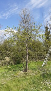 Photo de galerie - Jardinier