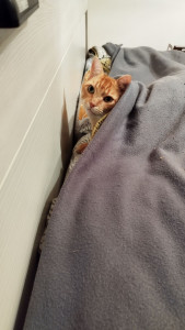 Photo de galerie - Rouki, Européen 