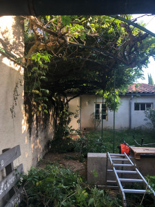 Photo de galerie - Taille glycine avant 