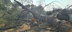 Photo de galerie - Abattage d'un pin qui menacer de tomber et de faire de lourd dégâts.