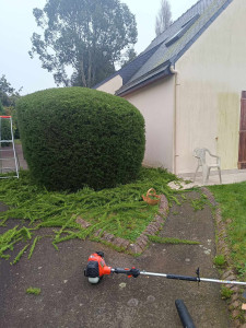 Photo de galerie - Taille de haie 