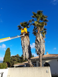 Photo de galerie - Elagage de 3 palmiers washingtoniens.