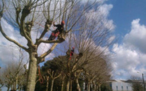 Photo de galerie - Bonjour je suis jardinier élagueur je propose Mes services pour taille de haies taille arbres taille arbres fruitier Abattage etetage debroussallage Pause de clôture Nettoyage des jardins