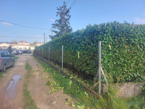 Photo de galerie - Taille de haie 