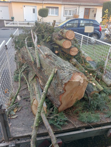 Photo de galerie - Abattage d arbres ?