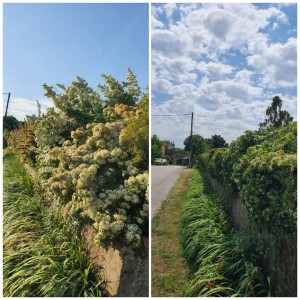 Photo de galerie - Taille de haies et d'arbustes