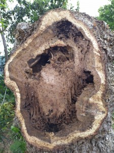 Photo de galerie - Nid de fourmis dans un très vieux chêne