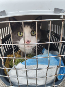 Photo de galerie - Garde chat