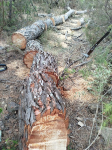 Photo de galerie - Elagage et coupe d'arbres
