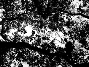 Photo de galerie - Elagage et coupe d'arbres