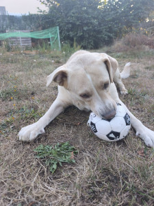 Photo de galerie - Dame cookie 