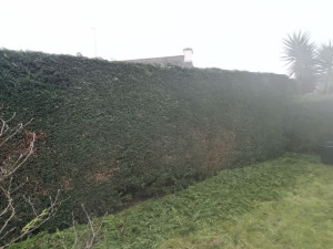 Photo de galerie - Taille d'une haie de sapin