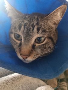Photo de galerie - Garde chat