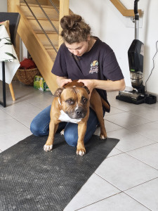 Photo de galerie - Garde chien