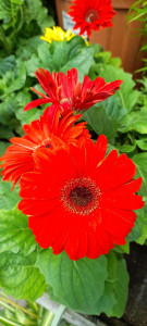 Photo de galerie - Paysagiste - Aménagement du jardin
