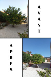 Photo de galerie - Taille de formation d'un Mimosa.