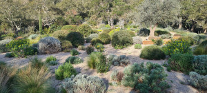 Photo de galerie - Jardin sec