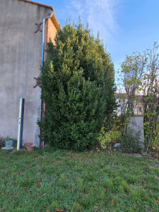 Photo de galerie - Taille de haies et d'arbustes