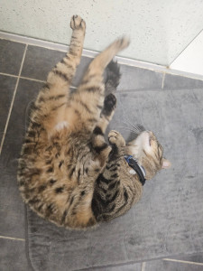 Photo de galerie - Garde chat