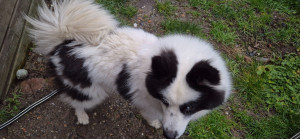 Photo de galerie - Pako super chien