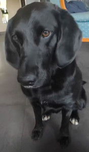 Photo de galerie - Onyx 
LABRADOR