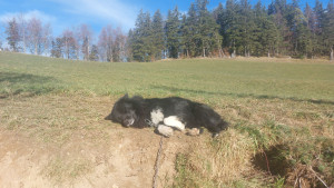 Photo de galerie - Tecila, encore un de mes chiens. 