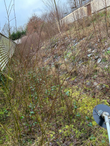 Photo de galerie - Avant débroussaillage 