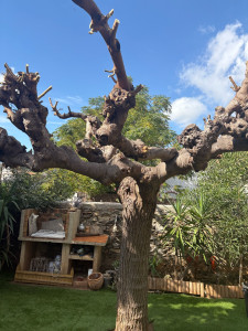 Photo de galerie - Elagage et coupe d'arbres