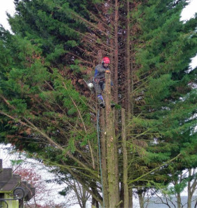 Photo de galerie - Un beaux sapin à élaguer 