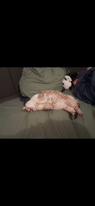 Photo de galerie - Voici ma Lyla, qui est ma chatte depuis 8 ans. Je vivais avant chez ma mère et se faisait battre par les autres chats donc elle se 
précipitait dans la gamelle. Maintenant elle suit un régime dans mon nouvel appartement !