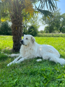 Photo de galerie - Je suis à votre disposition pour m’occuper de vos loulous