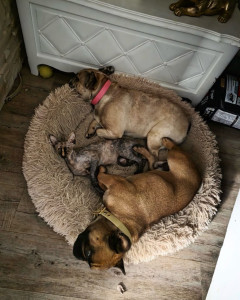 Photo de galerie - Garde animaux